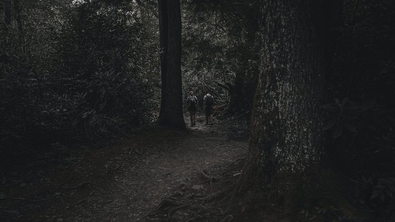 Forest Trail