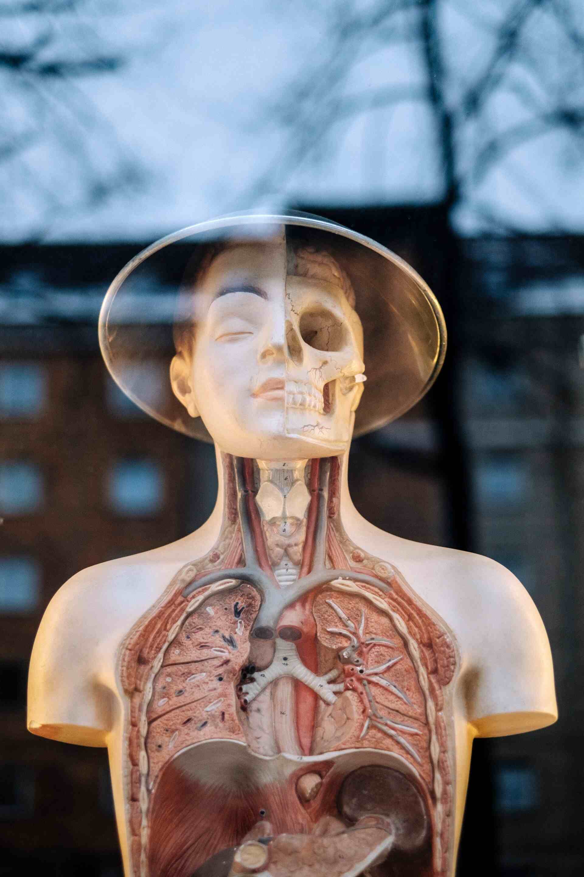 A dummy of man's digestive system and other internal organs.