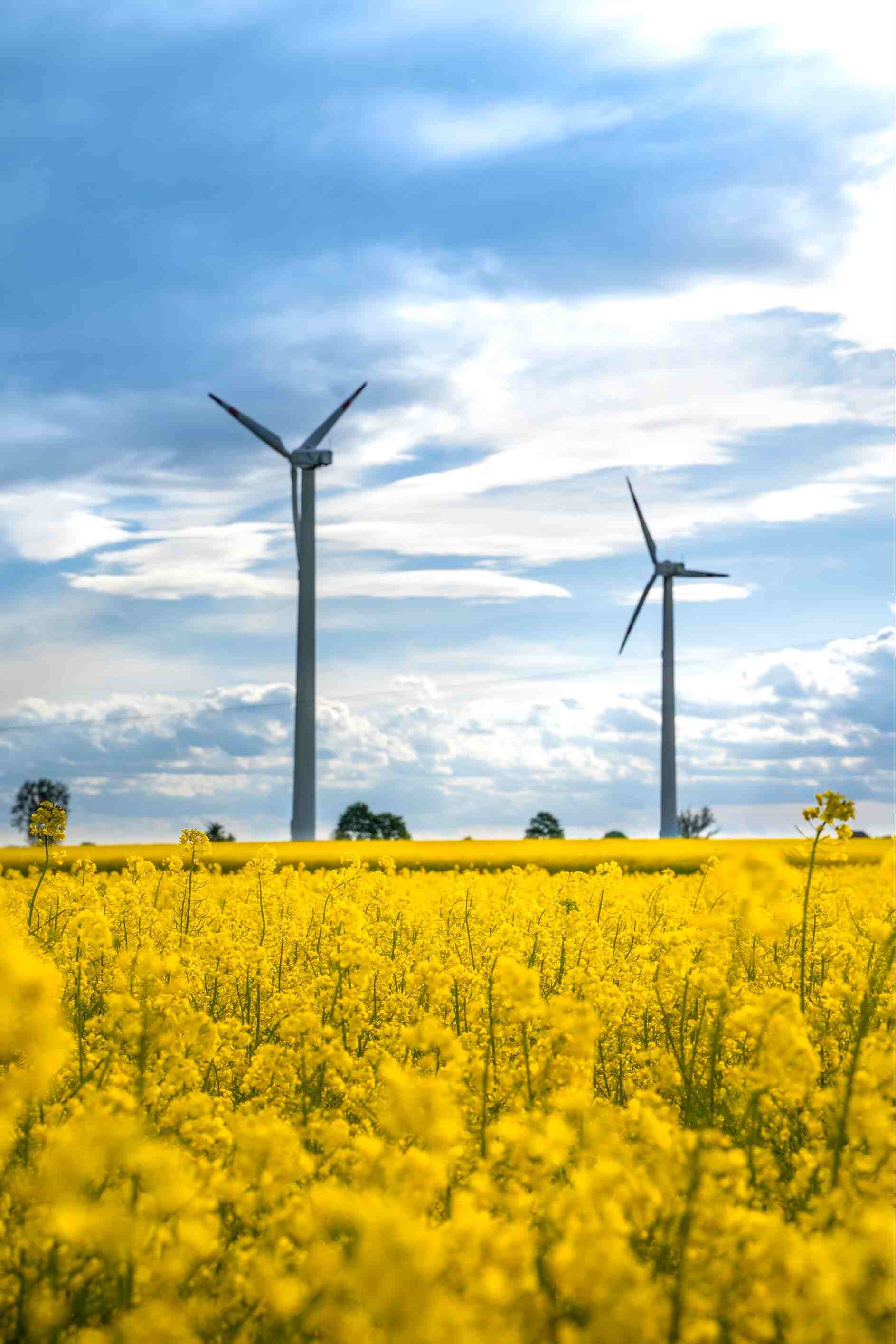 Windmill over rapeweed field in bloom