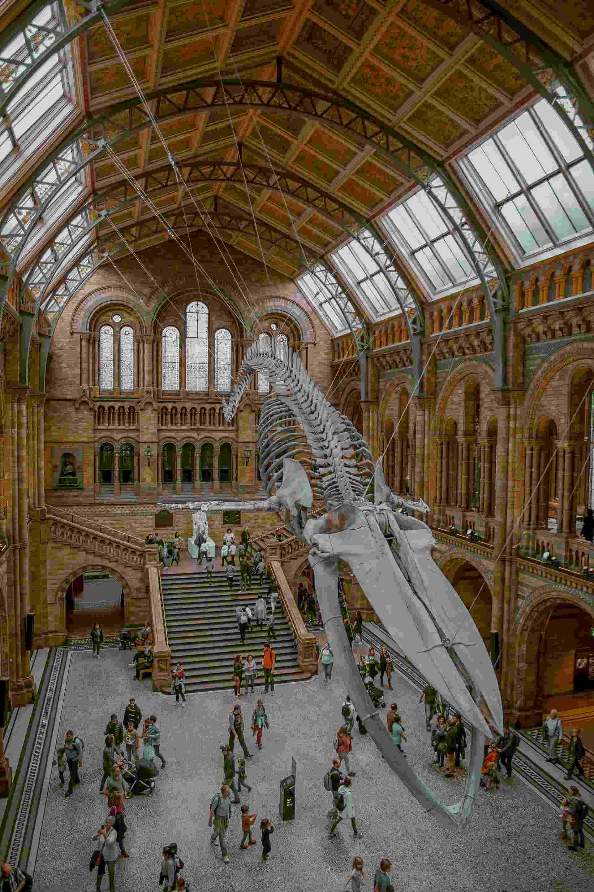 Dinosaur Skeleton on Exhibition in Museum