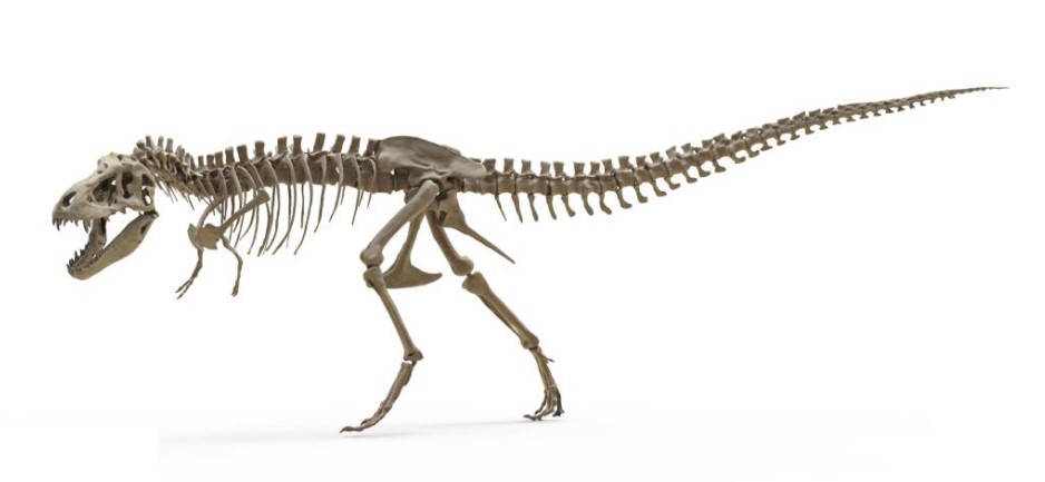 skeleton of dinosaur image of artifect from evolution